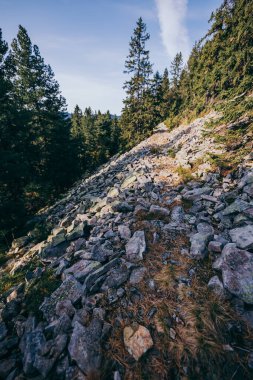 Bir kayaya yakın çekim