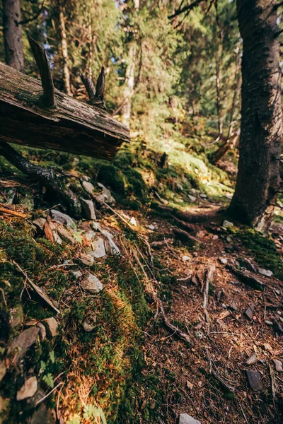 Un albero in una foresta — Foto Stock