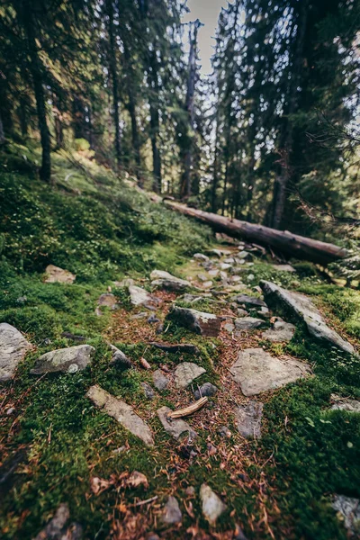 Un gros plan d'un rocher à côté d'un arbre — Photo