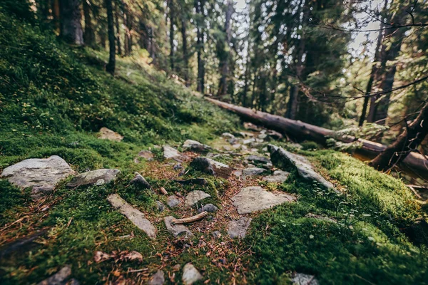 En närbild av en sten bredvid en skog — Stockfoto