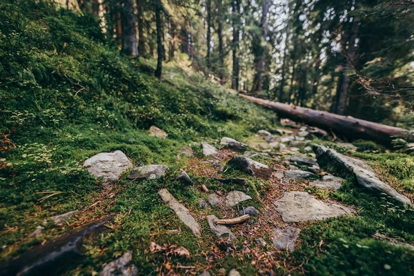 A close up of a rock next to a forest — Stock fotografie