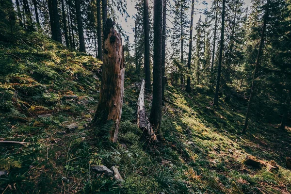 Een boom in een bos — Stockfoto
