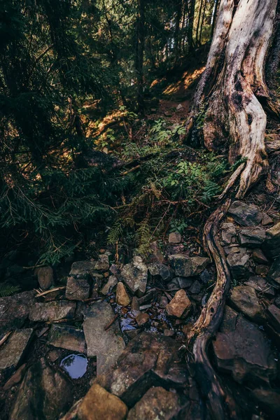 Een boom in een bos — Stockfoto