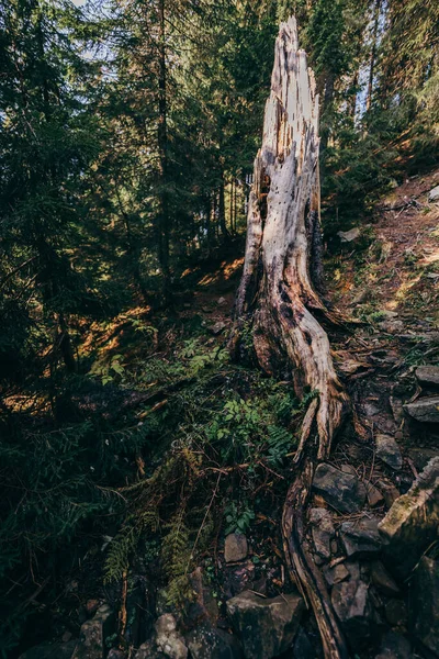 Uma árvore em uma floresta — Fotografia de Stock