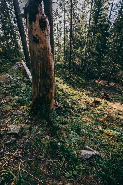 Un árbol en un bosque — Foto de Stock