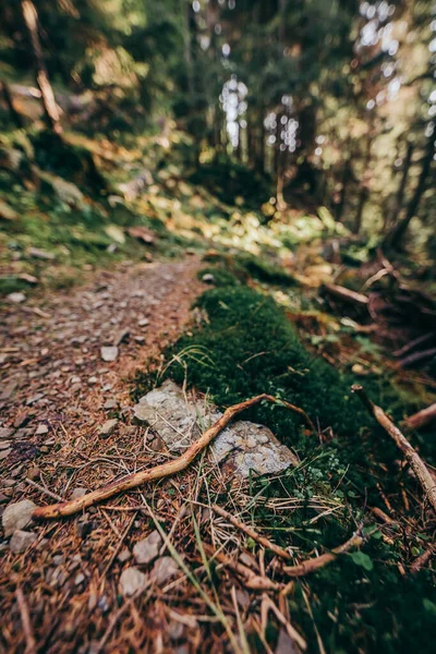 En närbild av ett träd — Stockfoto