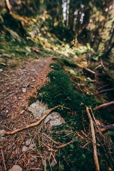 Un primo piano di una foresta — Foto Stock