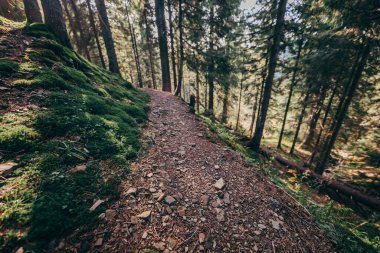 Ormanda kirli bir patika.