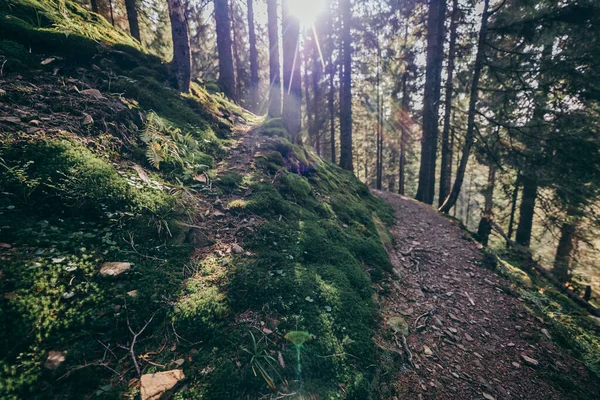 En närbild av en sluttning intill en skog — Stockfoto