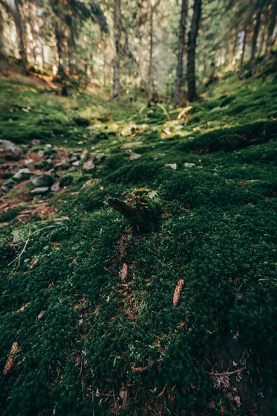 Un primo piano di un albero — Foto Stock