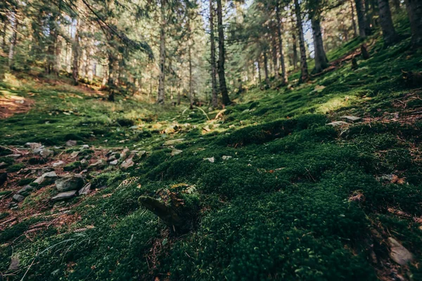 En skylt mitt i en skog — Stockfoto