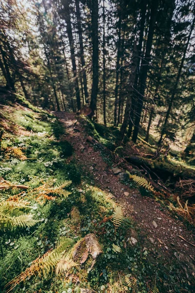 Ett träd i en skog — Stockfoto