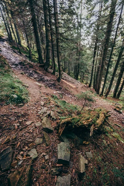 Ένα κοντινό πλάνο ενός βράχου δίπλα σε ένα δάσος — Φωτογραφία Αρχείου
