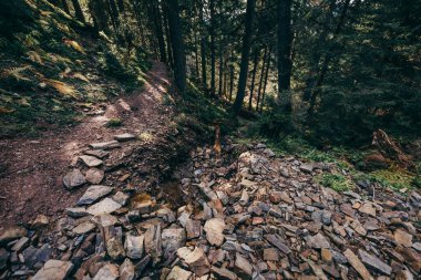 Ormanın yanında kayalık bir alan.