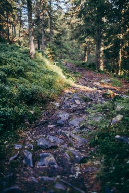 Ormandaki bir ağaç Çimenli bir tepe