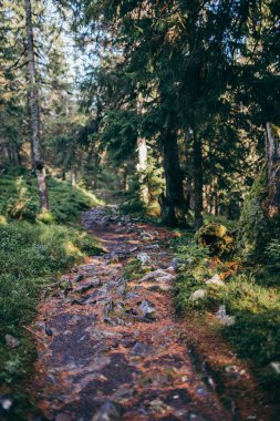 Ormandaki bir ağaç Çimenli bir tepe
