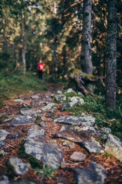 Ormandaki bir ağaç Çimenli bir tepe