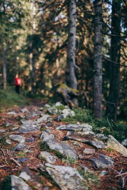 Ormandaki bir ağaç Çimenli bir tepe
