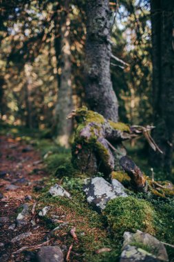 Ormandaki bir ağaç Çimenli bir tepe
