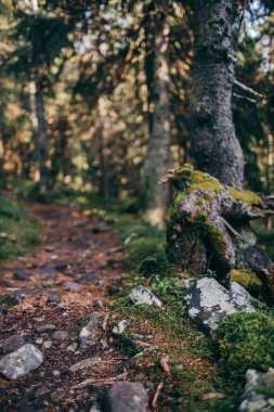 Ağacın yanındaki kayanın yakınına.
