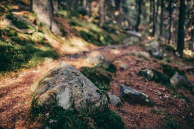 Bir kayaya yakın çekim