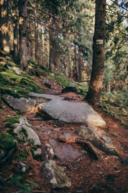 Ormanın yanındaki bir kayanın yakınında.