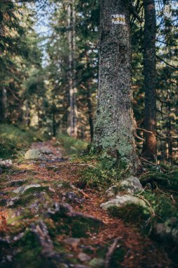 Ormanda bir ağaç