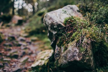Bir kayaya yakın çekim bir dağa
