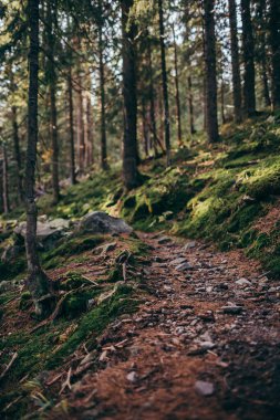 Ormandaki bir ağaç bir dağ