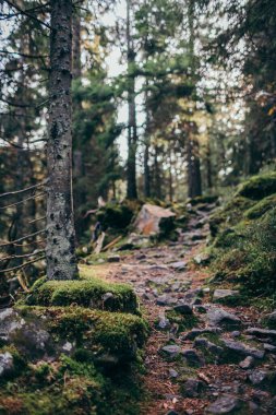 Ormandaki büyük bir ağaç bir dağ