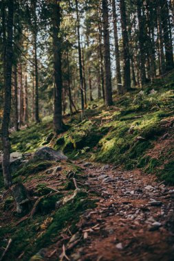 Ormanda bir şelale Bir dağda