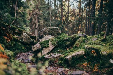 Ormandaki bir ağaç bir dağ