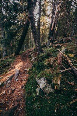 Ormandaki bir ağaç bir dağ