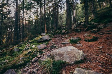 Ormanın yanında kayalık bir alan.