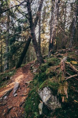 Ormandaki bir ağaç bir dağ