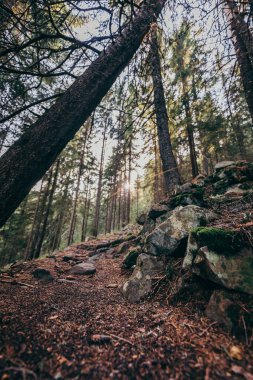 Ormanın yanındaki bir kayanın yakınında.