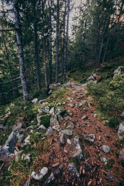 Ormanın ortasında bir kayanın üzerinde bir grup insan.