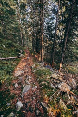 Ormandaki bir ağaç bir dağ