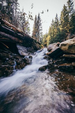 Ormanda büyük bir şelale bir dağ