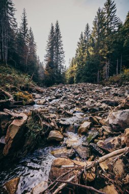Ağacın yanındaki kayanın yakınına.