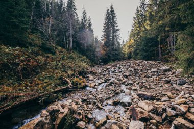 Ormanın yanında kayalık bir alan. Bir dağ.