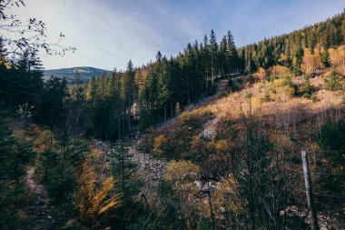 Yeşillik bir ormanda bir tren.