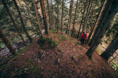 Ormandaki bir ağaç bir dağ
