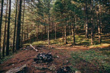 Ormandaki bir ağaç bir dağ