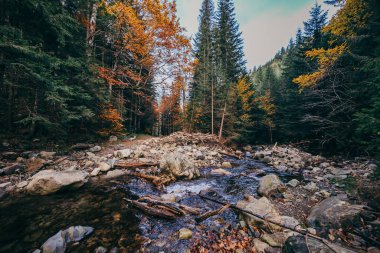 Ormanın yanında kayalık bir alan.
