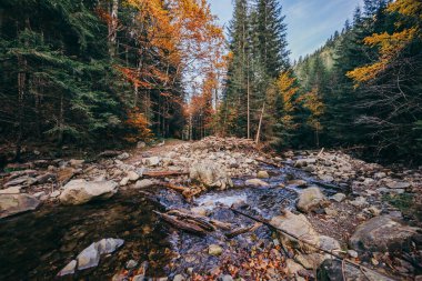 Ormanın ortasında kayalık bir ada
