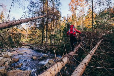 Ormandaki bir ağaç bir dağ