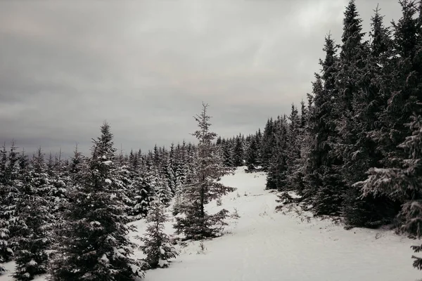 Um homem montado em cima de uma floresta coberta de neve — Fotografia de Stock