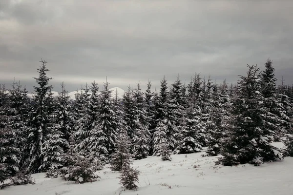 Zbliżenie drzewa pokrytego śniegiem — Zdjęcie stockowe