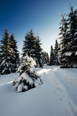 Karla kaplı yamaçta kayak yapan bir adam.
